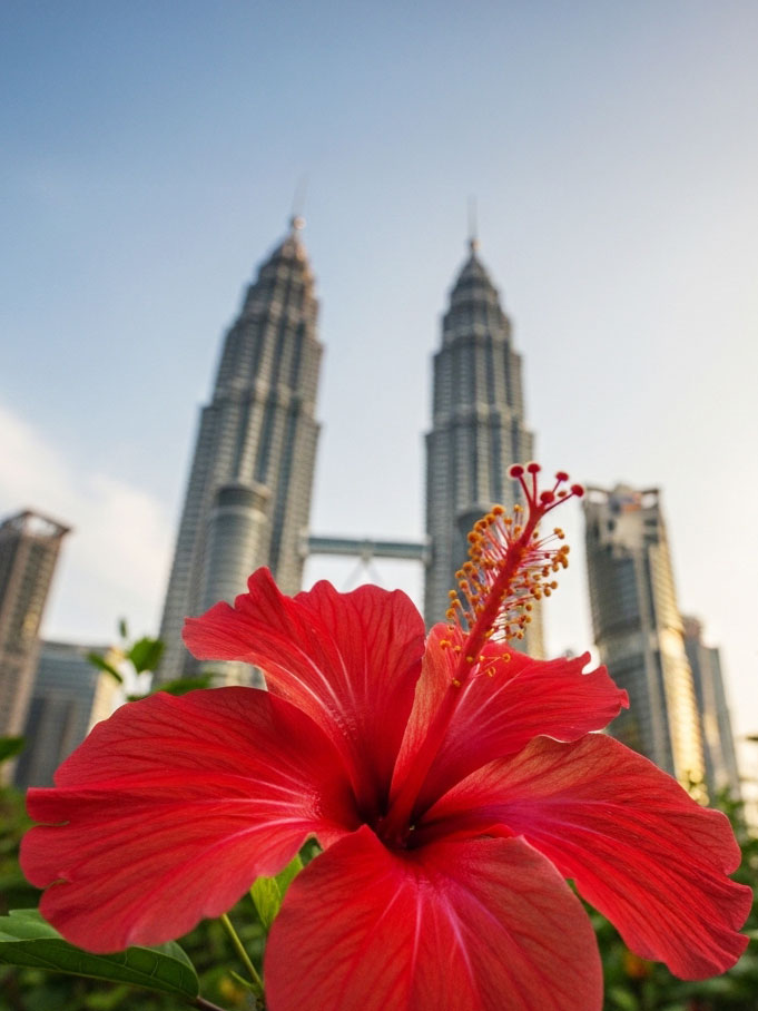 Red hibiscus in bloom before the Petronas Twin Towers under blue skies, symbolizing Malaysia’s An Evolving Heritage blending nature and modern architecture