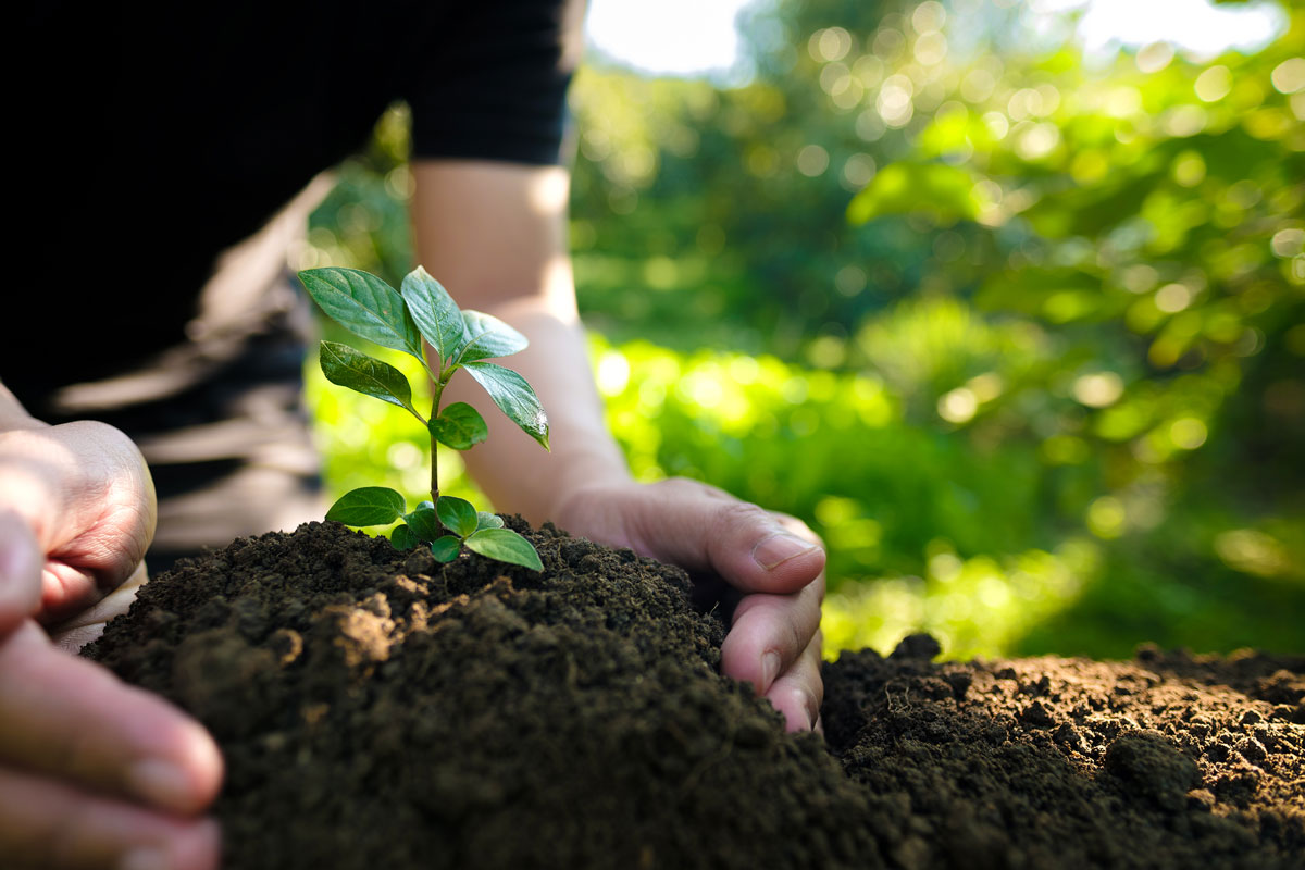 Plantingagreenseedlinginsoilsymbolizingcareandeffortstosafeguardourenvironment