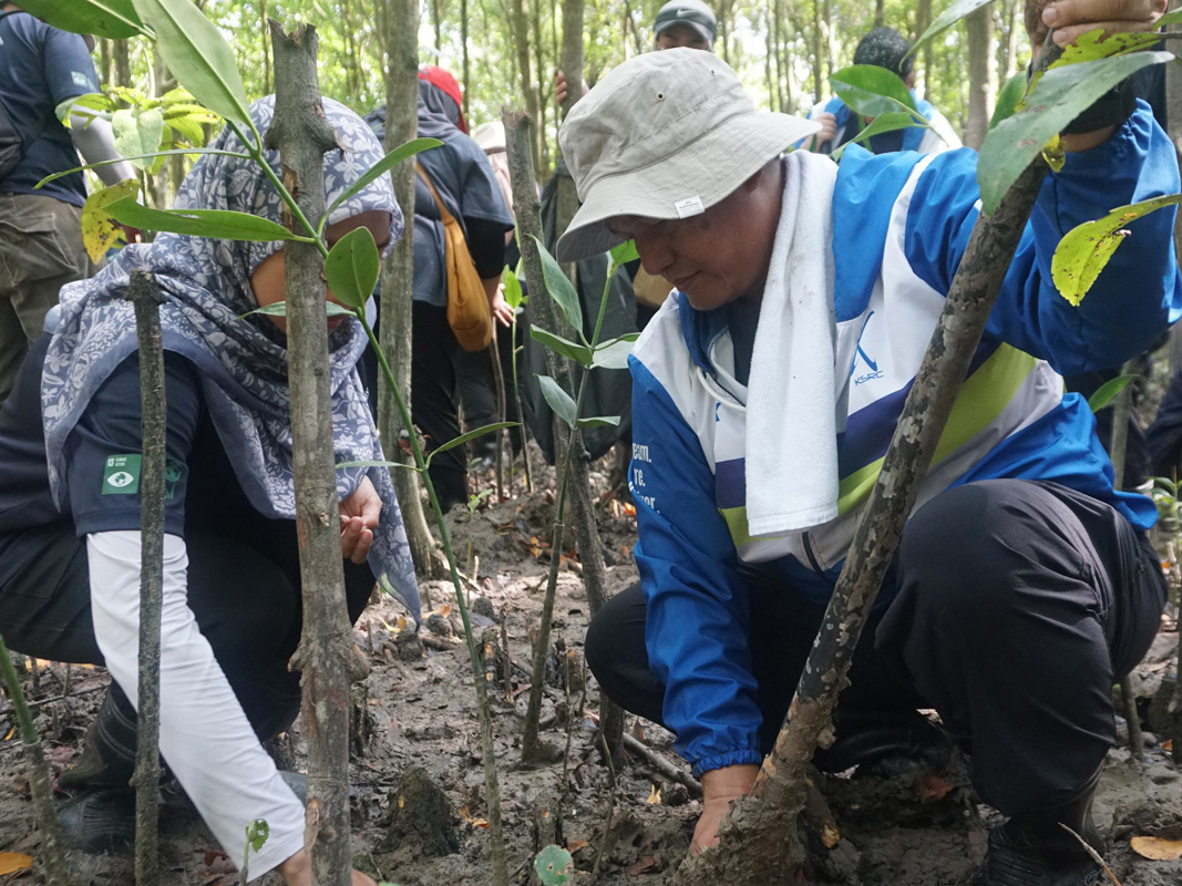 Mangrove Planting Programme