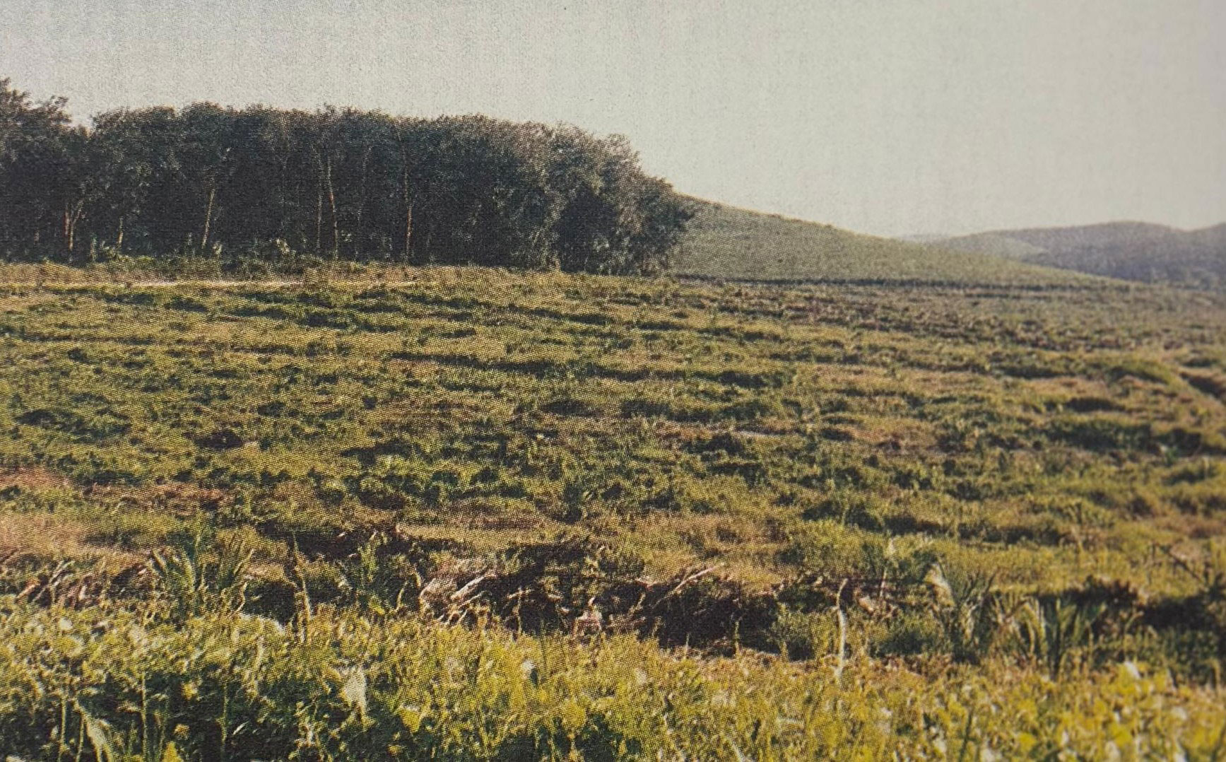 Prang Besar Estate in 1993, representing the agricultural landscape prior to Putrajaya’s transformation.